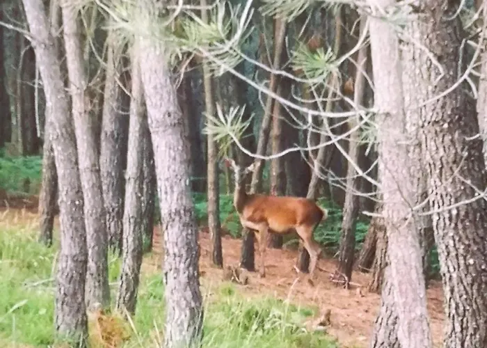 Hétvégi ház Em Xisto - Casas De Montanha - Casa T0