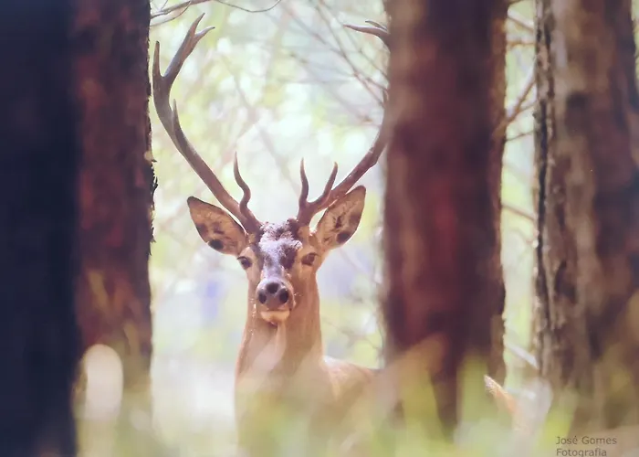 Em Xisto - Casas De Montanha - Casa T0